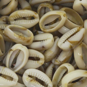 Acrílico Búzios, Passante, 13mmx20mm, Mesclado Marrom/Branco