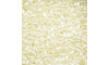 Arrozinho Perolado ABS, 03mm x 06mm, Creme