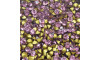 Pedra de Strass, SS24, Rosé