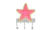 Aplique, Estrela do Mar 23mm, Plástico, Rosa Salmão