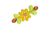 Cabedal Cris, Banhado, Rebite, Amarelo/Verde