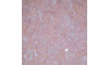 Cristal de Vidro, Rondel, 10mm, Rosa Transparente