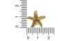Piercing de Rebite, Banhado, Estrela do Mar