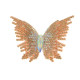 Anterior
